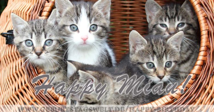 Happy Miau! Katze Geburtstagsbild